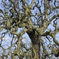 Corylus avellana 'Contorta' - 4