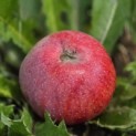 Malus domestica 'Sijden Hempje' - Foto 1
