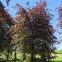Fagus sylvatica 'Atropunicea' - 1