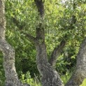 Quercus Suber - 2