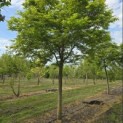 Acer palmatum - Foto 2
