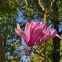 Magnolia 'Betty' - 1