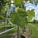 Acer Rubrum 'Brandywine' - Foto 6