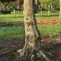 Carpinus Betulus - 5