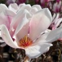 Magnolia 'Soulangeana' - 2