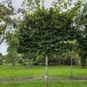 Carpinus betulus - Foto 1