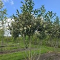 Prunus laurocerasus 'Caucasica' - Foto 2