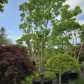Heptacodium miconioides - Foto 1