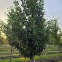 Prunus laur. Caucasica - 6