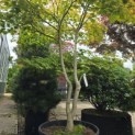Acer palmatum 'Tsumabeni' - 1