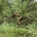 Pinus sylvestris - 6