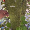 Fagus sylvatica 'Atropunicea' - 1