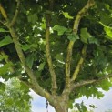 Platanus hispanica - Foto 7
