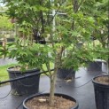 Acer palmatum 'Osakazuki - 5