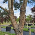 Pinus sylvestris - 4