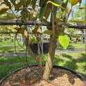 Magnolia grandiflora 'Galissonnière' - 4