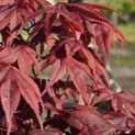 Acer palmatum 'Bloodgood' - Foto 2