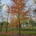 Fagus sylvatica 'Atropunicea' - Foto 2