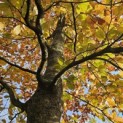 Fagus sylvatica 'Atropunicea' - Foto 3