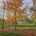 Fagus sylvatica 'Atropunicea' - Foto 1