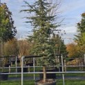 Cedrus libani - Foto 1