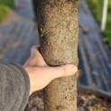Cedrus libani - Foto 4