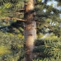 Cedrus libani - Foto 3