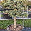 Cedrus libani - Foto 2