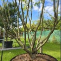 Cornus kousa 'Milky Way' - Foto 2