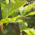 Fagus sylvatica 'Dawyck Gold' - 1