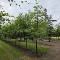 Styrax japonicus - 2