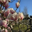 Magnolia soulangeana - Foto 3