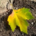 Platanus x hispanica - Foto 1