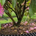 Rhododendron ponticum 'Roseum' - Foto 3