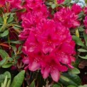 Rhododendron 'Nova Zembla' - Foto 1