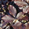 Fagus sylvatica 'Atropunicea' - 2