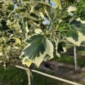 Liriodendron tulipifera 'Snowbird' - 2