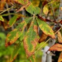 Aesculus pavia 'Atrosanguinea' - 4