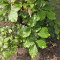 Fagus sylvatica - Foto 3