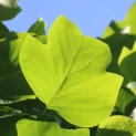 Liriodendron tulipifera - impressie jong blad tulpenboom