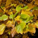 Liriodendron tulipifera - impressie herfstverkleuring tulpenboom