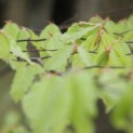 Fagus sylvatica