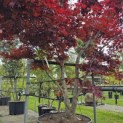 Acer palmatum 'Bloodgood' - Foto 4