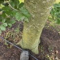 Fagus sylvatica 'Atropunicea' - Foto 1