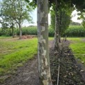 Platanus hispanica - 6