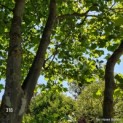 #318 Platanus x hispanica Platane