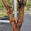 Acer griseum - 4