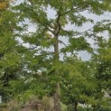 Gleditsia triacanthos 'Sunburst' - 3
