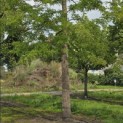 Gleditsia triacanthos 'Sunburst' - 2