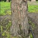 Sequoiadendron giganteum - 4